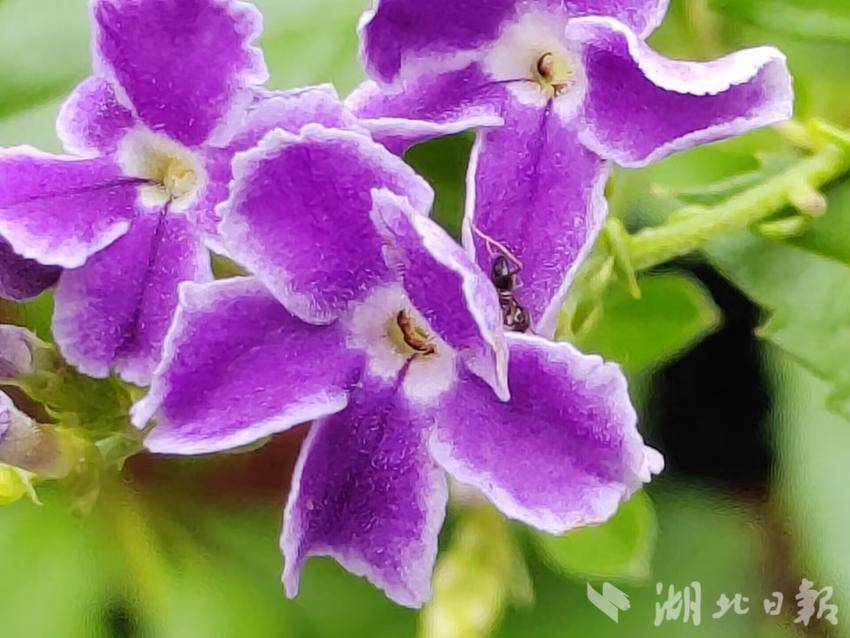 美高梅电子户端